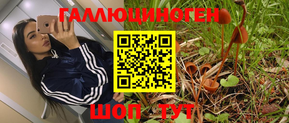 Псилоцибиновые грибы Psilocybe Саянск